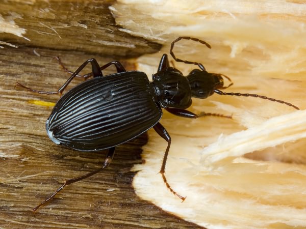 Agonum lugens (Duftschmid, 1812)